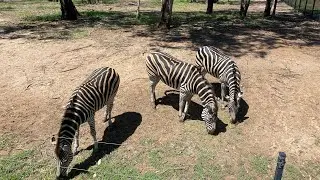 Zebra at Dubbo Zoo #Shorts | Sydney NSW