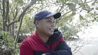 Roots of Resilience: Unveiling the Crucial Role of Mangroves for the Islanders of Barangay Tibaguin