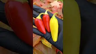 Перец Jalapeno NuMex Pinata