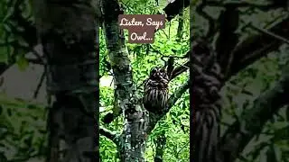 #OwlWisdom