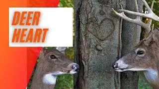 Best Deer Heart Recipe - How to Cook A Heart