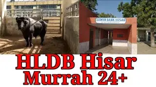 HLDB Hisar Murrah Bull PC 575