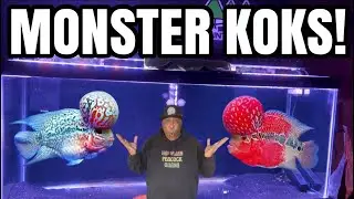 How to Grow a HUGE FLOWERHORN KOK!