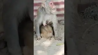 emotional video sad mother monkey 😭😭😭😭😭😭😭😭😭😭😭😭😭