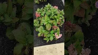 Beautiful flower in New Jersey