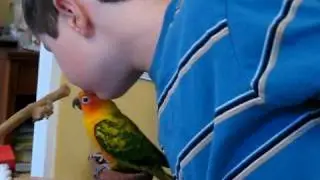 Kissing pompom