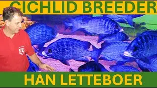 Malawi cichlid breeder Han Letteboer