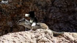 Mero squirrel bhanda loyal aru koi chaina 😂🐿️ | Chill Live!