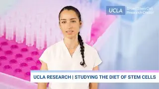 What Stem Cells Eat &mdash; And Why It Matters | Sara Frigui