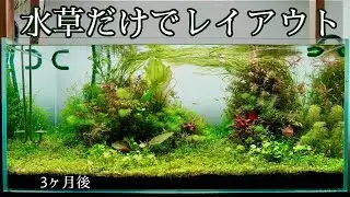 水草だけでレイアウトした水槽｜3ヶ月