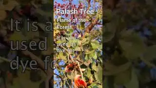What is Palash flowers used for?  फूलों से ऑर्गेनिक रंग बनाएं / टेसू का रंग / पलाश का रंग #shrots