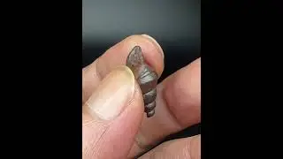 Limonite Fossil snails size: 1.9cm Origin: Egypt.