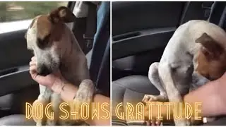 Starving Dog Shows Gratitude And Love Towards Woman Who Rescued Him