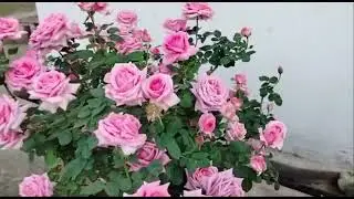 Rose plant ID Great Scott