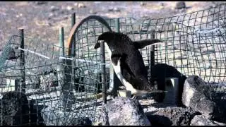 Dr. David Ainley and His Penguins