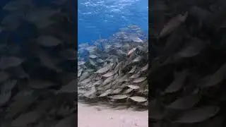 School of Fish: Witness Nature's Most Mesmerizing Underwater Ballet #shorts #fish #ocean #marinelife