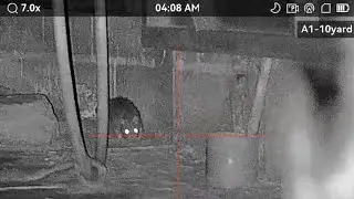 RATTING AT OVER RUN PIG FARM #ratting #pestcontrol #hikmicro #airrifleshooting #farming