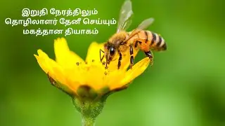 Worker Bee Does This When Her End is Nearing