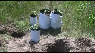 Dog In A Log - Wisconsin Garden Update