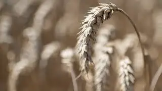 Oil, Wheat Prices Swing on Russian Unrest