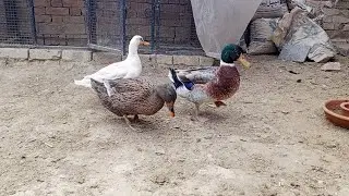 Mini ducks ko feed krny ka triqa 🍞🍞🫓🍞