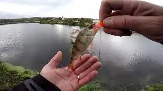 Dropshotting & Jiging for Perch on the Canal, Street Fishing, Ireland/uk #snapbaits #predator