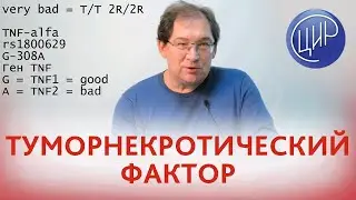 Туморнекротический фактор &alpha;. Ген  TNF, полиморфизм G-308A. Рассказывает Гузов И.И.