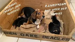 🐶Zoomie's Jackabee (Beagle Jack Russel) Puppies are 1 week old today. Cute puppies, awesome Momma❤️