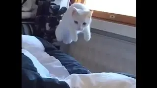 Cat hunting (Slow Motion).