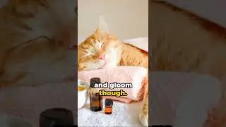 Warning: Essential Oils Can Harm Your Cat.