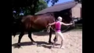 prada van Stichting Paard in Nood en Caitlin rechtrichten