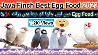 Java Bird Best Egg Food || How to Make Bird Soft Food || Java Sparrow Breeding Season Egg Food