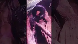 Sneaky Snakes Sunbathing
