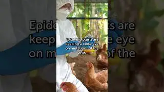 Bird Flu: Protect Yourself With This Info