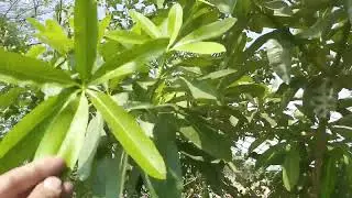 Alstonia Scholaris - Blackboard Tree - Devil's Flowering Tree - Medicinal - Engineer Ka Bagh