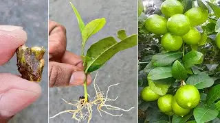 Lemon tree from cutting by unique way || Lemon Small Branch Grow in Aloe Vera
