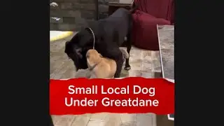 Small Local Dog Under A Greatdane and Playing All the Time