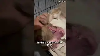 5 причин, почему собаки спят с людьми #americanbully #adoreble #puppy #cutedog #fypシ゚viral