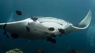 MANTARRAYA GIGANTE OCEANICA
