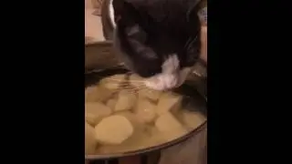 Cat eating potatoes