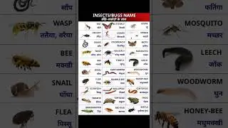 insect name in Hindi and English with pictures! कीड़े मकोड़े के नाम #insects #reptiles #shorts