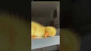 a sleepy duck 😴 #shorts  #adorable