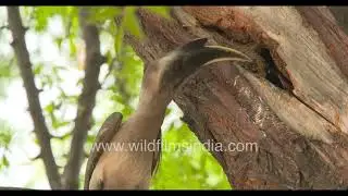 Hornbills nest in hollow tree trunks, closing up cavities with wet mud that dries, enclosing female