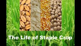Life Cycle of Top Staple Food Crop Plants: Rice Wheat Corn Potato Soybean Sorghum Sweet Potato