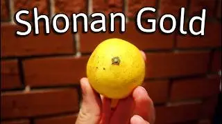 Shonan Gold - A very special citrus in Japan