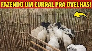 Hoje foi dia de fazer o curral para as ovelhas 🐑💪
