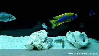 Aulonocara sp  mamelela Undu Reef