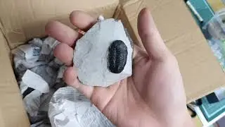 (신규수입) 진품 삼엽충 화석 표본 Real trilobite fossil / 루페우스