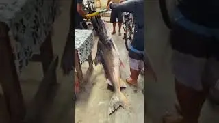 পাওয়া মাছ। সুবহানাল্লাহ, আলহামদুলিল্লাহ, আল্লাহু আকবার