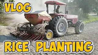  Farm Vlog | Rice Planting on Dry, Dusty Soil #riceplanting #villagelife #rice 